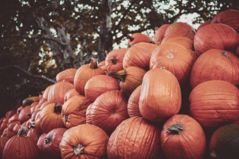 Photo of Pumpkins Photo of Pumpkins