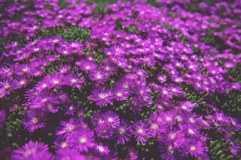 Photo of Purple Daisies Photo of Purple Daisies