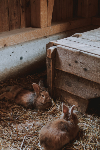 Photo of Rabbits Lying on Hay Photo of Rabbits Lying on Hay