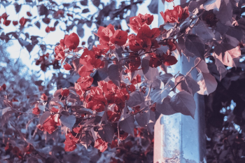 Photo of Red Bougainvillea Flowers