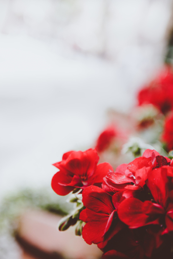 Photo of Red Flowers Photo of Red Flowers
