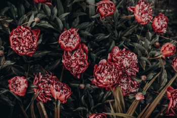 Photo of Red Peonies Painting Photo of Red Peonies Painting