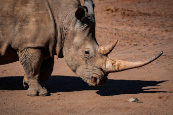Photo of Rhinoceros Photo of Rhinoceros
