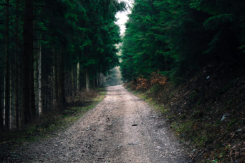 Photo of Road in Forest Photo of Road in Forest