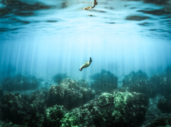 Photo of Sea Turtle Photo of Sea Turtle