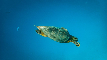 Photo of Sea Turtle Photo of Sea Turtle
