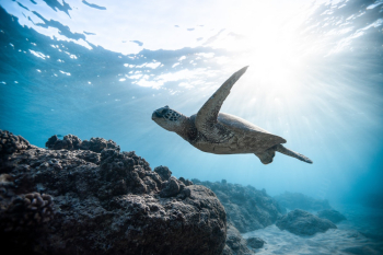 Photo of Sea Turtle Photo of Sea Turtle