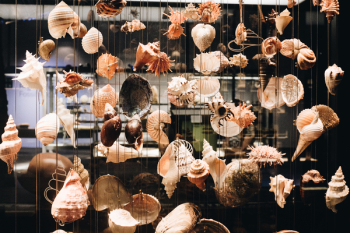 Photo of Seashells Hanging Photo of Seashells Hanging