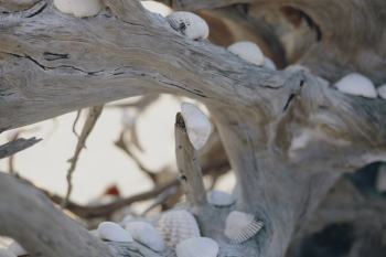 Photo of Seashells on Driftwood Photo of Seashells on Driftwood
