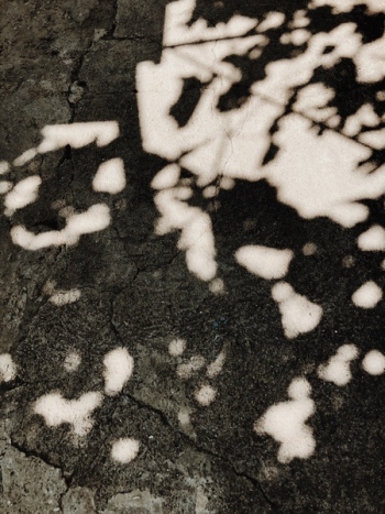 Photo of Shadows On Ground Photo of Shadows On Ground