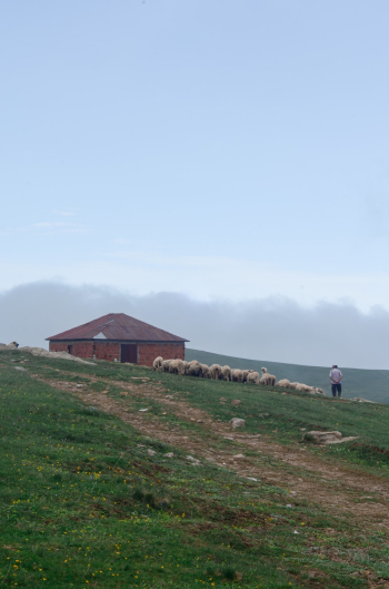 Photo of Shepherd Walking His Flock of Sheep in Grass Field Next to a Brick House