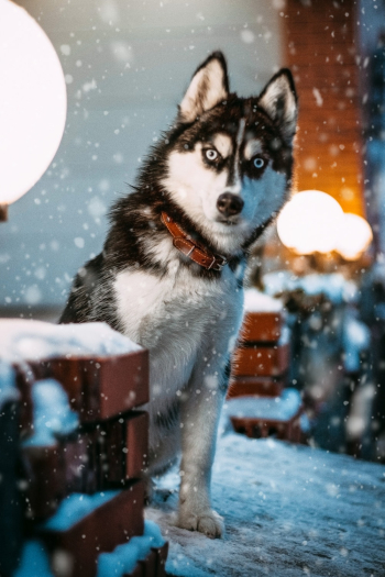 Photo Of Siberian Husky Photo Of Siberian Husky
