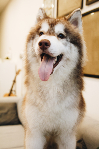 Photo of Siberian Husky Photo of Siberian Husky