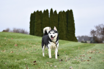 Photo of Siberian Husky on Grass Field Photo of Siberian Husky on Grass Field
