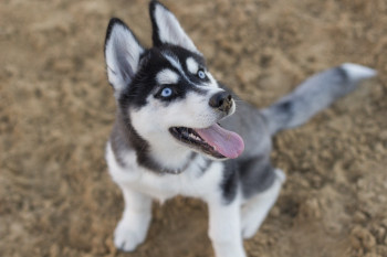 Photo Of Siberian Husky Puppy Photo Of Siberian Husky Puppy