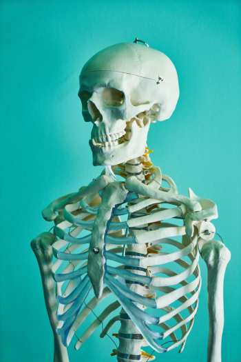 Photo of Skeleton Photo of Skeleton