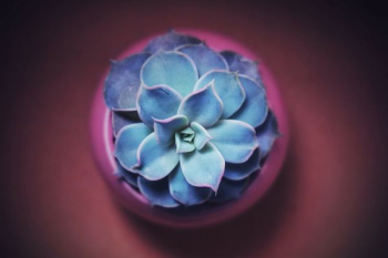 photo of succulent plant photo of succulent plant