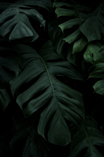 Photo of Swiss Cheese Plant Leaves Photo of Swiss Cheese Plant Leaves