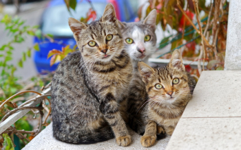 Photo of Three Cats Photo of Three Cats