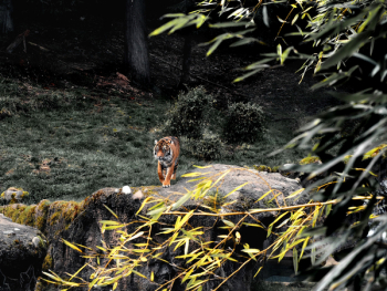 Photo Of Tiger Photo Of Tiger