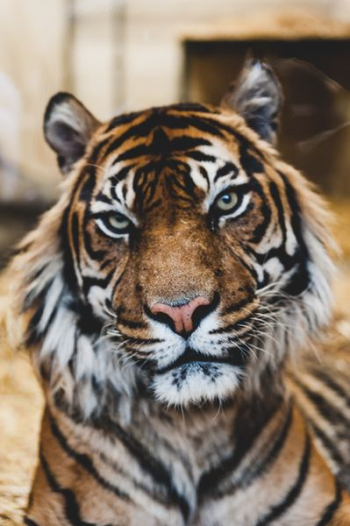 photo of tiger's face photo of tiger's face