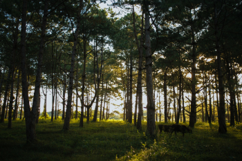 Photo of Trees and Green Grass Photo of Trees and Green Grass