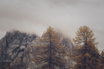 Photo of Trees and Rock Formation Under Foggy Weather Photo of Trees and Rock Formation Under Foggy Weather