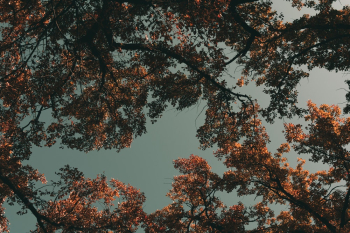 Photo Of Trees During Dawn Photo Of Trees During Dawn