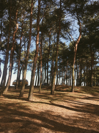 Photo of Trees During Daytime Photo of Trees During Daytime