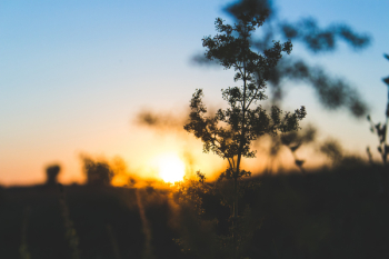 Photo of Trees during Golden Sunset Photo of Trees during Golden Sunset