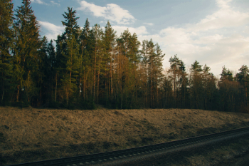 Photo of Trees Near Railway Photo of Trees Near Railway