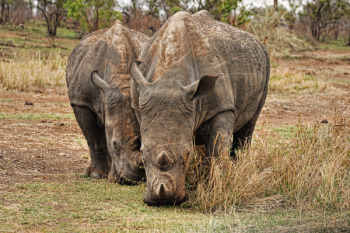 Photo of Two Brown Rhino Photo of Two Brown Rhino