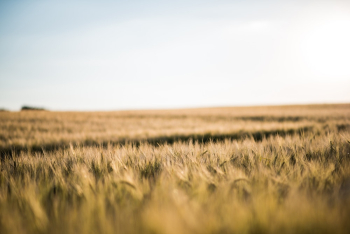 Photo Of Wheat Fields Photo Of Wheat Fields