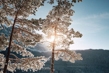 photo of white flowering tree photo of white flowering tree