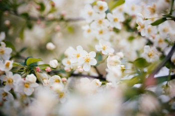 photo of white flowering tree photo of white flowering tree