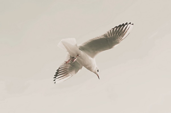 Photo Of White Flying Bird Photo Of White Flying Bird