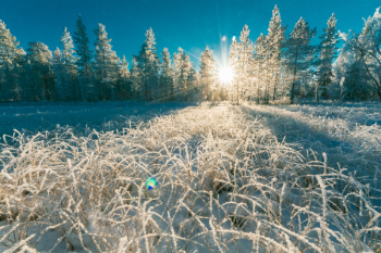 Photo of White Pine Trees Photo of White Pine Trees