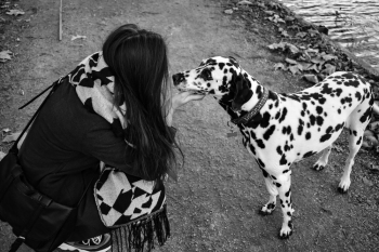 Photo of Woman Touching Dalmatian Dog Photo of Woman Touching Dalmatian Dog