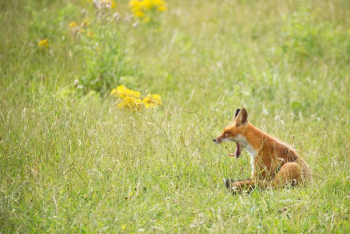 photo of yawning fox on grass photo of yawning fox on grass