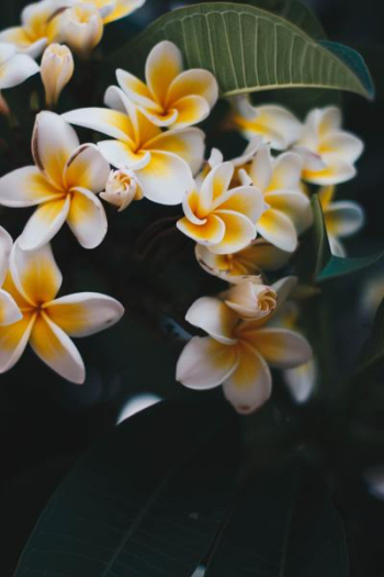 Photo of Yellow-and-white Frangipani Flowers Photo of Yellow-and-white Frangipani Flowers