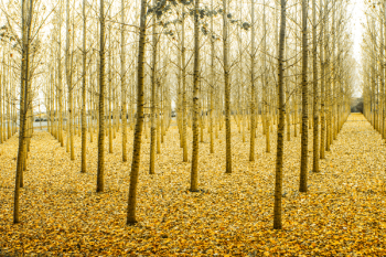 Photo of Yellow Tree Stems Photo of Yellow Tree Stems