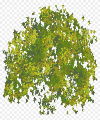 Photo Top Tree Png Image - Tree Png