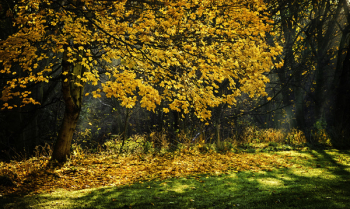Photograph of Trees during Autumn Season Photograph of Trees during Autumn Season