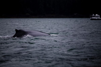 photograph of whale photograph of whale
