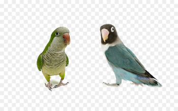 Photographic paper Standard Paper size Gloss Inkjet printing - Talking parrot 