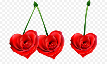 Photography Love Clip art - cherry Photography Love Clip art - cherry