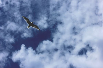 photography of bird flying in the sky photography of bird flying in the sky