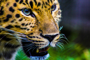 Photography Of Cheetah Photography Of Cheetah