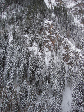 Photography of Conifers Covered with Snow Photography of Conifers Covered with Snow