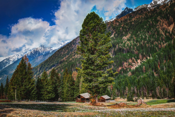 Photography of Fir Trees on Mountains Photography of Fir Trees on Mountains